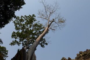 高耸枯树立于葱郁林间
