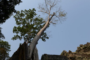 高大挺拔的树木与蓝天