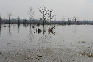 洪水淹没的枯树景象