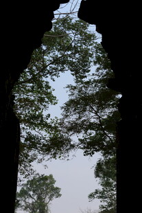 透过门洞望繁茂枝叶