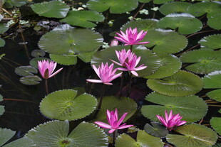 水中绽放的娇艳粉色睡莲