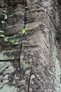 岩石缝隙中生长的嫩绿植物