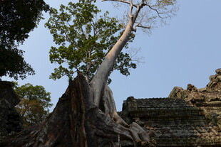 古树下的古老遗迹