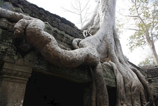 古寺庙与缠绕树根奇观