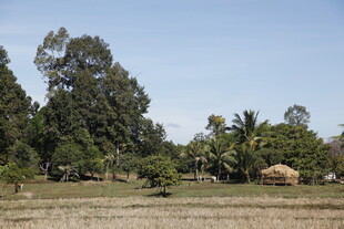 乡村田野风光景象
