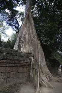 古树下的石墙遗迹
