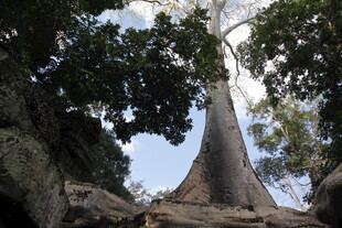 高大挺拔的热带雨林大树