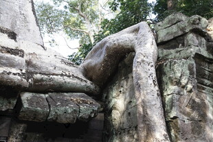 古树下缠绕的古老石建筑