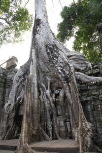 古树下缠绕的沧桑树根