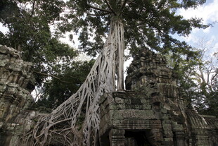 古树缠绕古老石建筑奇观