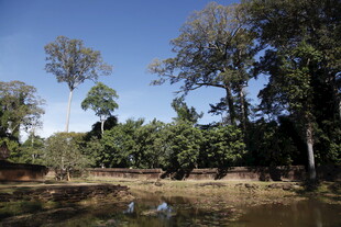 河畔茂密树林景观