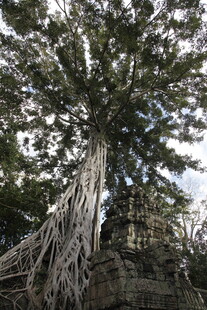 巨大古树盘根错节的景象