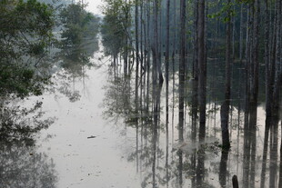 水上树林景观 静谧自然美