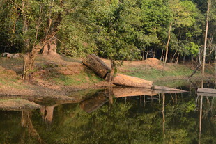 湖畔树林倒影美景