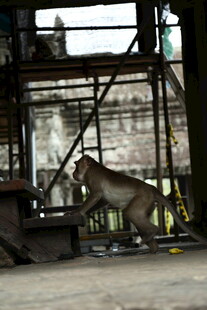 笼中老虎展示矫健身姿