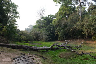 森林中倒伏的树木景观