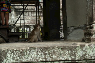 石台上休憩的猴子