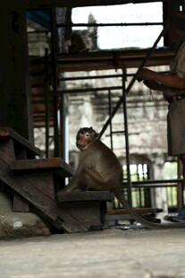 废弃建筑中独坐的猴子