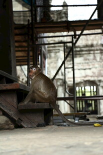 工地中的猴子