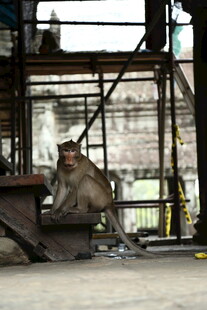 工厂里独坐的猴子