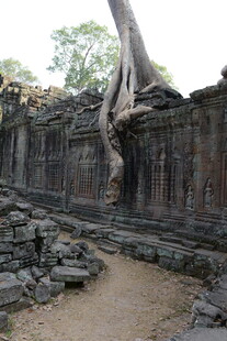 古老石墙与盘根错节的树根
