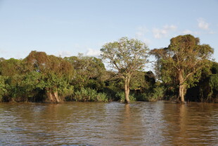 河畔绿树成荫的自然景致
