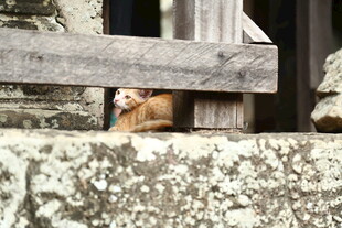 木栏后探头的可爱猫咪