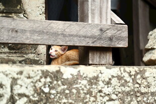 窗边探头的可爱小猴子