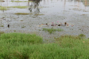 湿地中的水鸟与绿色植被