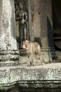 寺庙旁的猴子