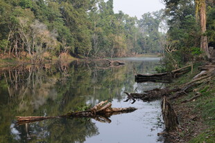 宁静森林中的清澈河流