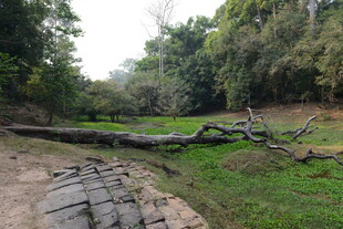 林间倒伏的枯木景观