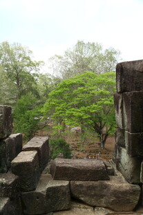 古老遗迹旁的繁茂绿树