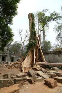 古老废墟中生长的参天大树