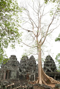 吴哥窟旁盘根错节的古树