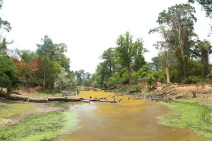 野外河流旁的茂密树林景观