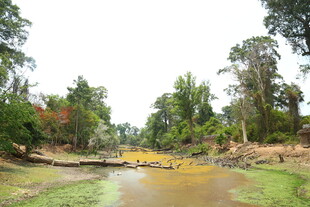 林间溪流自然风光图