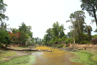 乡村泥泞小路与葱郁树木