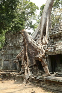 古庙宇中盘根错节的巨树