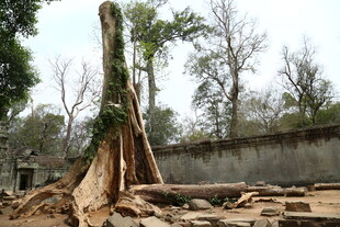 倒下的大树及周围木材场景