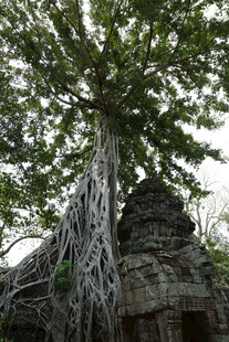 古树下的神秘古老建筑