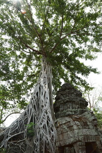 古树下的古老建筑奇观