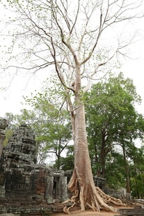 古老大树盘踞于石间