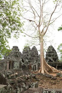 古老寺庙旁的盘根古树