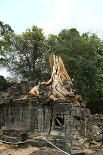 古树缠绕的古老石建筑遗迹