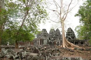 古老寺庙与盘根错节的古树