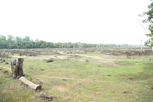 野外开阔草地与木桩景象