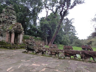 古老庭院中的自然景致