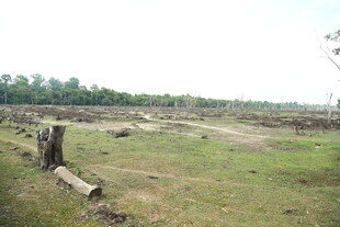 荒废田野中的残旧树桩