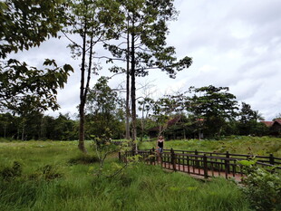 林间木栈道 绿野风光